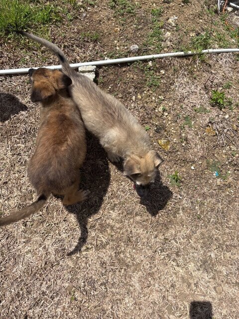 German Shepherd Mixed Puppies