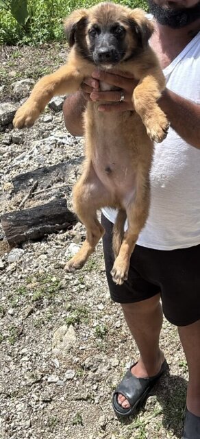 German Shepherd Mixed Puppies