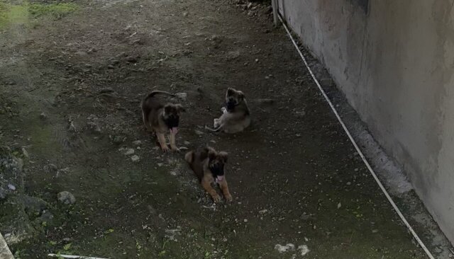 German Shepherd Mixed Puppies