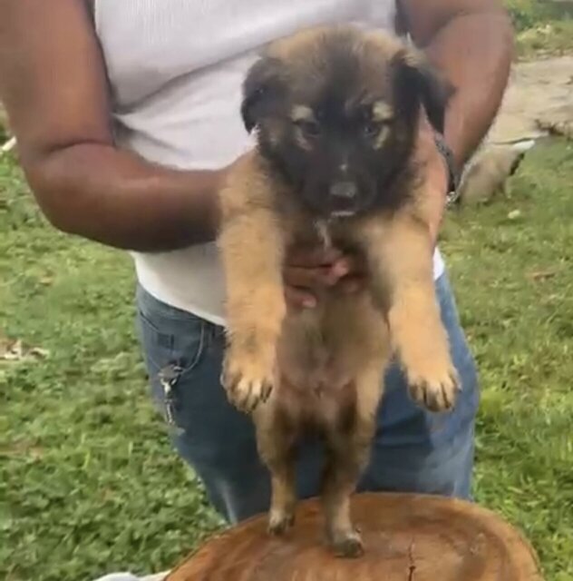 German Shepherd Mixed Puppies