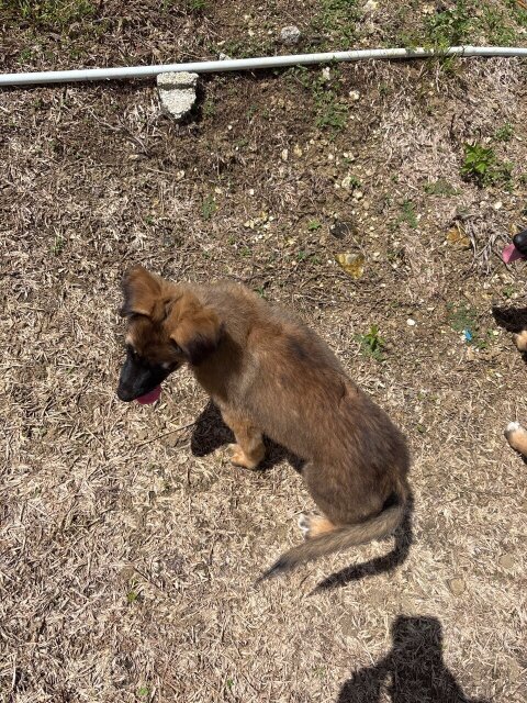 German Shepherd Mixed Puppies