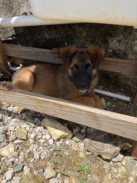 German Shepherd Mixed Puppies