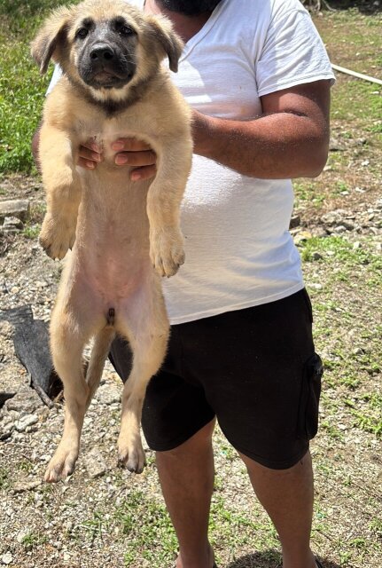 German Shepherd Mixed Puppies