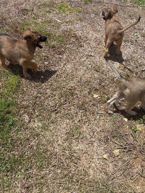 German Shepherd Mixed Puppies