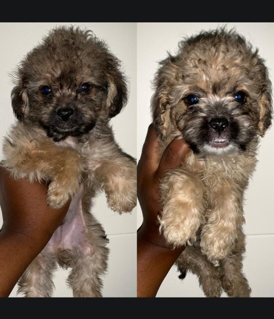 Shihpoo Puppies For Sale