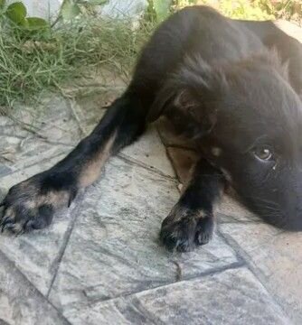 German Shepherd Mix Dogs Portmore