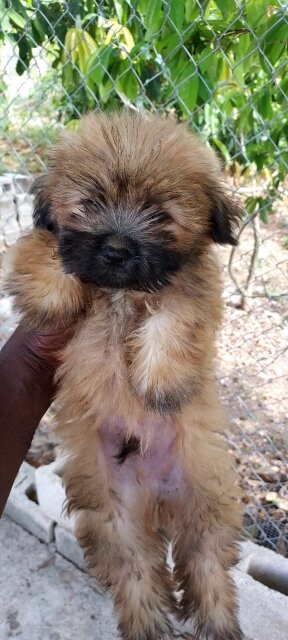 Pomeranian/Shihtzu  For Sale Dogs Kingston
