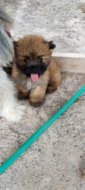 Pomeranian/Shihtzu  For Sale