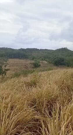 Quarter Acre Lots Bull Savannah St Elizabeth