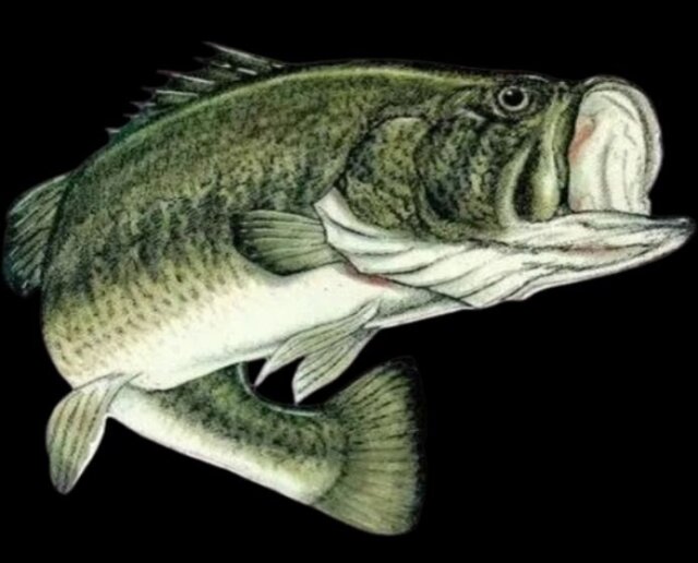 Bass Fishing Tournament Other Market 704 E. Water St Mount Vernon In. 47620