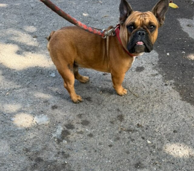 Frenchie