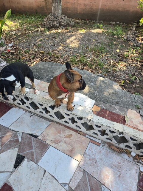 Frenchie Dogs Kingston