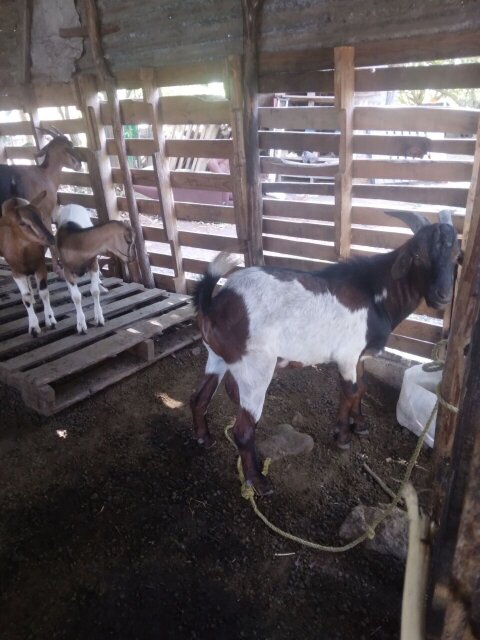 Package 16 Goats For Sale