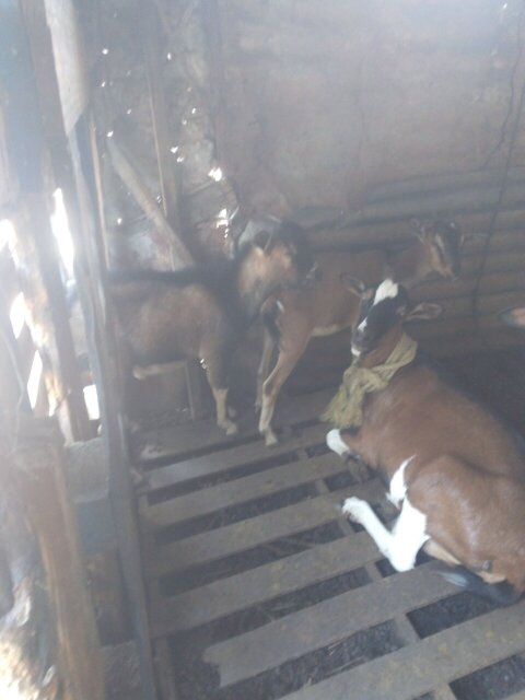 Package 16 Goats For Sale