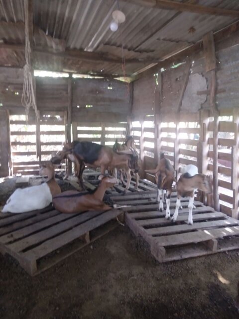 Package 16 Goats For Sale