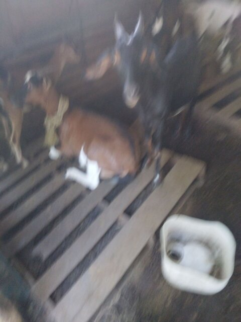 Package 16 Goats For Sale