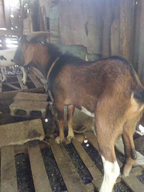 Package 16 Goats For Sale Livestock Spanish Town