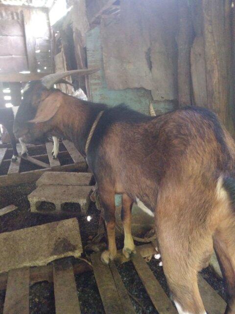 Package 16 Goats For Sale