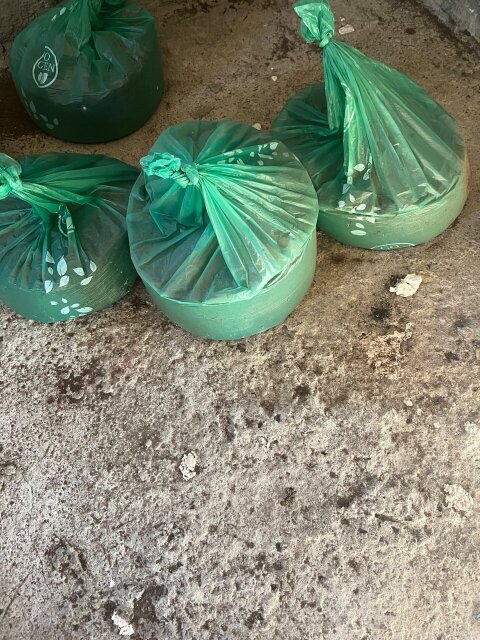Rat Bat Guano Other Market Four Path
