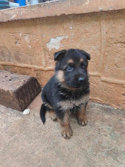 Purebred Male German Shepherd Puppies