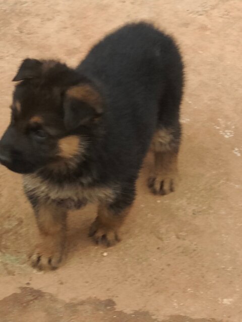 Purebred Male German Shepherd Puppies