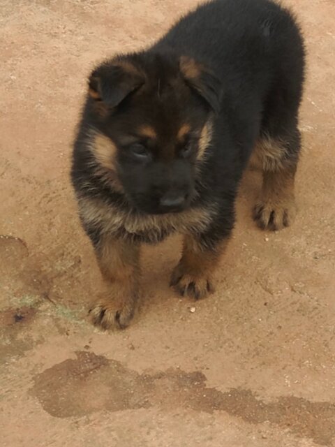 Purebred Male German Shepherd Puppies