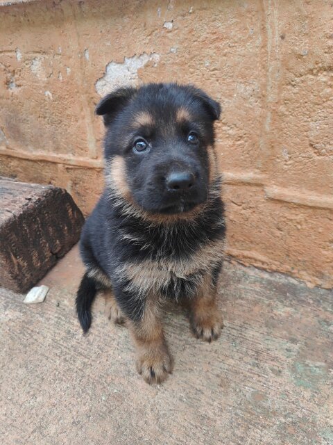 Purebred Male German Shepherd Puppies Dogs Mandeville