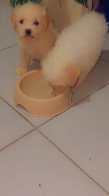 6 Weeks Old Shithzu Poodle Mix Pus