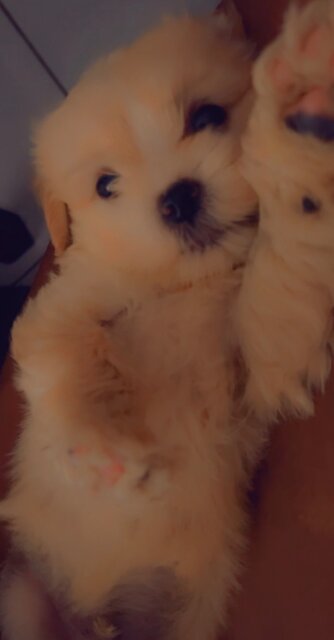6 Weeks Old Shithzu Poodle Mix Pus