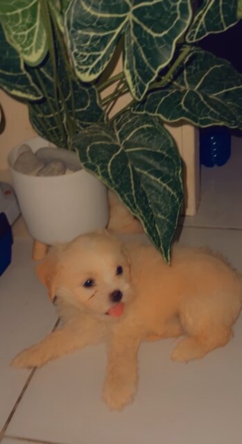 6 Weeks Old Shithzu Poodle Mix Pus Dogs Spanish Town