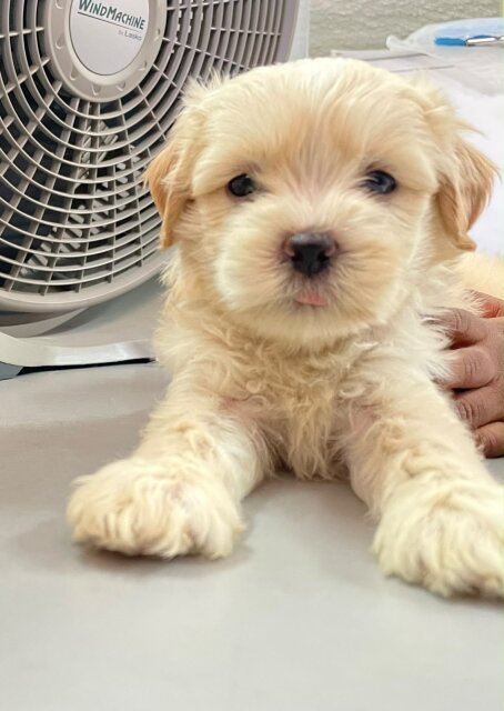 6 Weeks Old Shithzu Poodle Mix Pus