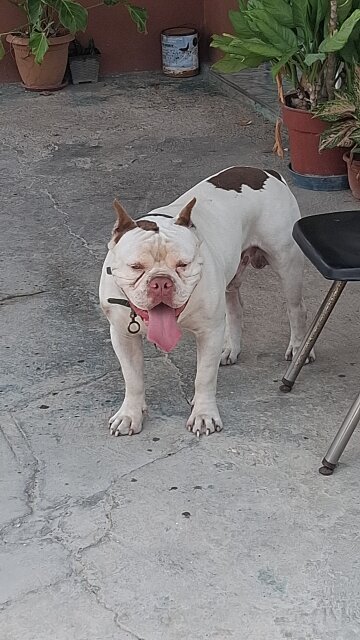 American Bully X Pitbull