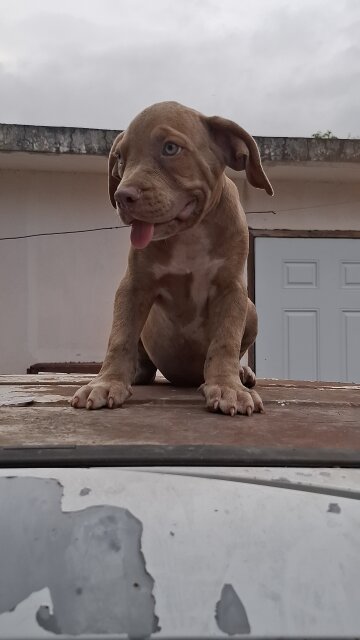 American Bully X Pitbull Dogs Spanish Town