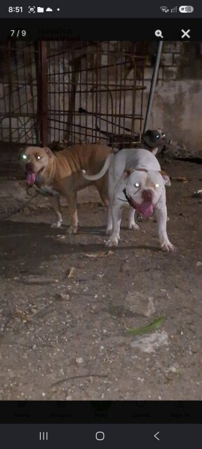 American Bully X Pitbull