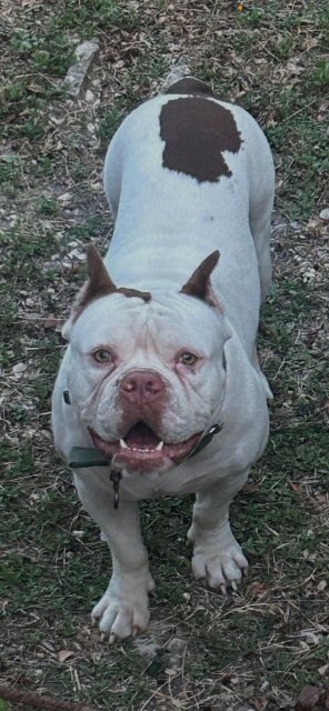 American Bully X Pitbull