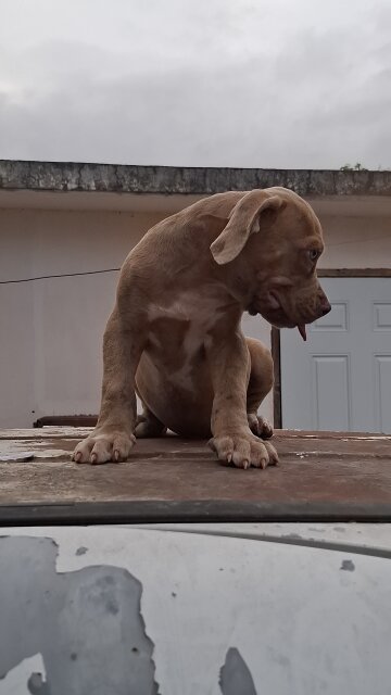 American Bully X Pitbull