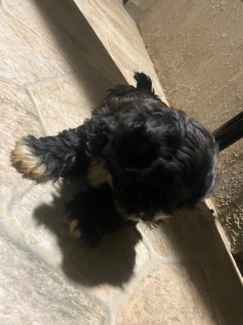 Shitzu Poodle