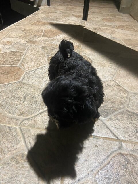 Shitzu Poodle Dogs Mandeville