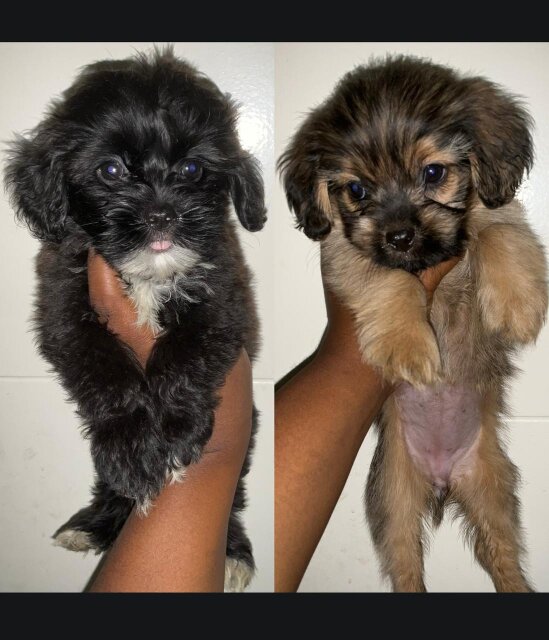Shihpoo Puppies For Sale Dogs Colbeck, Old Harbour