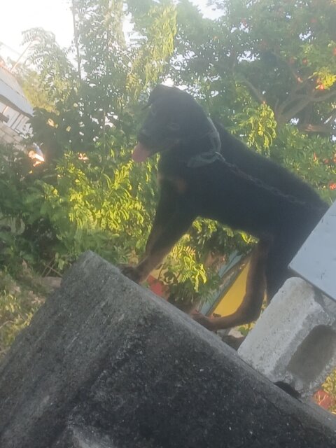 Rottweiler Other Pets St Thomas Morant Bay