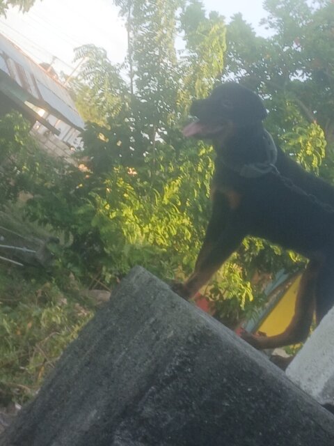 Rottweiler