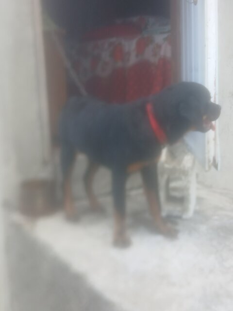 Rottweiler