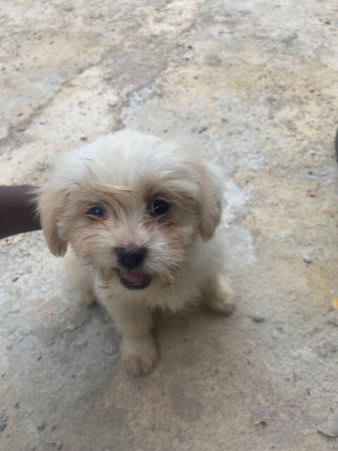 Shitzu Poodle Dogs Mandeville