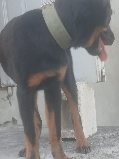 Rottweiler Other Pets St Thomas Morant Bay