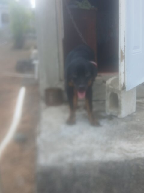 Rottweiler