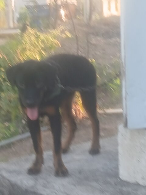 Rottweiler