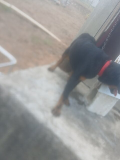 Rottweiler