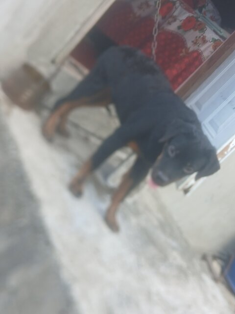 Rottweiler