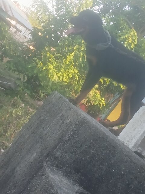 Rottweiler