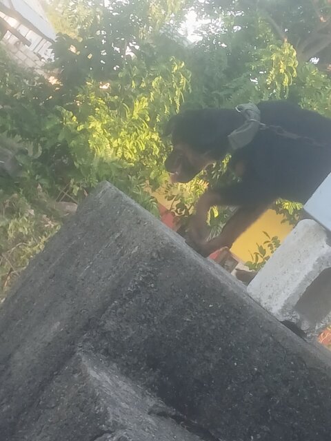 Rottweiler